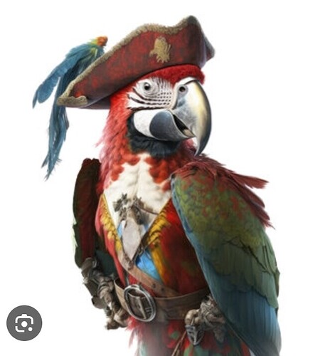 parrot pirate