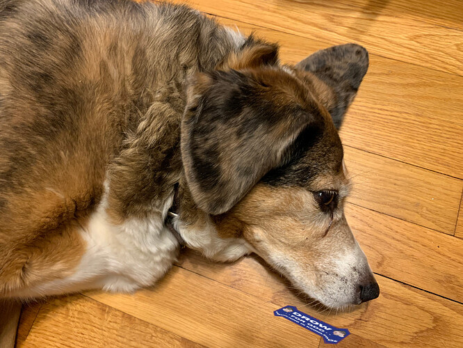 scavHunted_lacsapDog