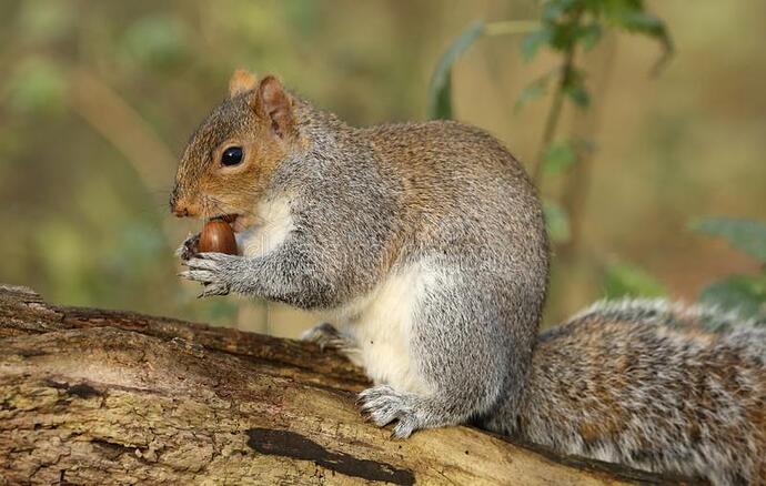 cute-grey-squirrel-scirius-carolinensis-sitting-log-holding-acorn-very-sweet-105148870