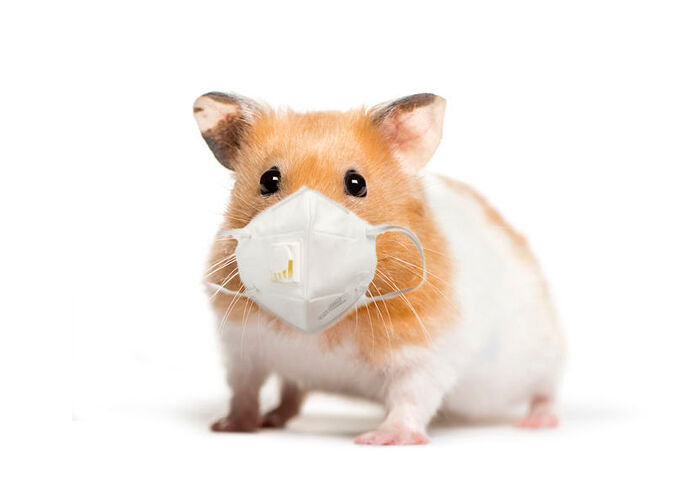 hamster-1