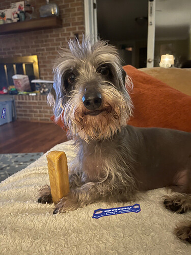 scavHunted_GraysonMemeLordDog