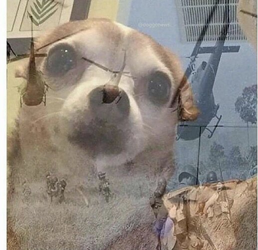 PTSD Chihuahua Blank Template - Imgflip