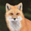 Coyote3496