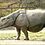 CrocodileRhinoceros
