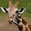 GeroldaffeTheGiraffe