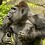 HarambetheII