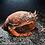 redfrogcrab